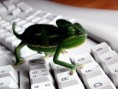 /album/fotogaleria-fotogaleria/lionkeyboard1024768-jpg/